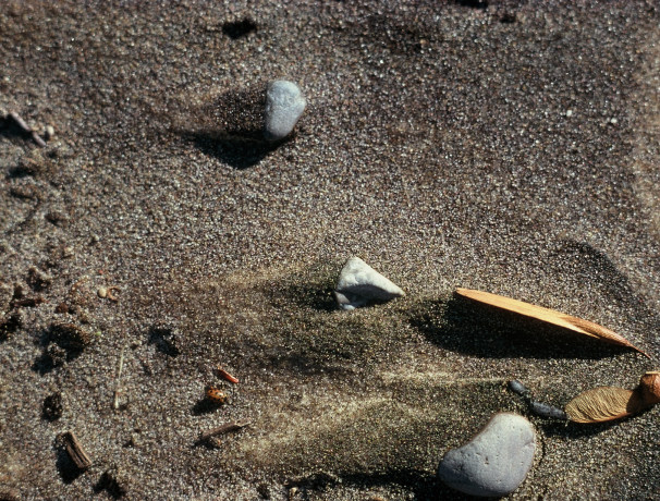 Mixed Seeds Of Various Types, Species and Selections