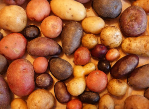 Perennial Perpetual Diversity Potato Tubers and Seeds