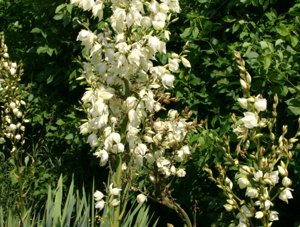 Yucca Wisconsin-Mixed Species Seed 