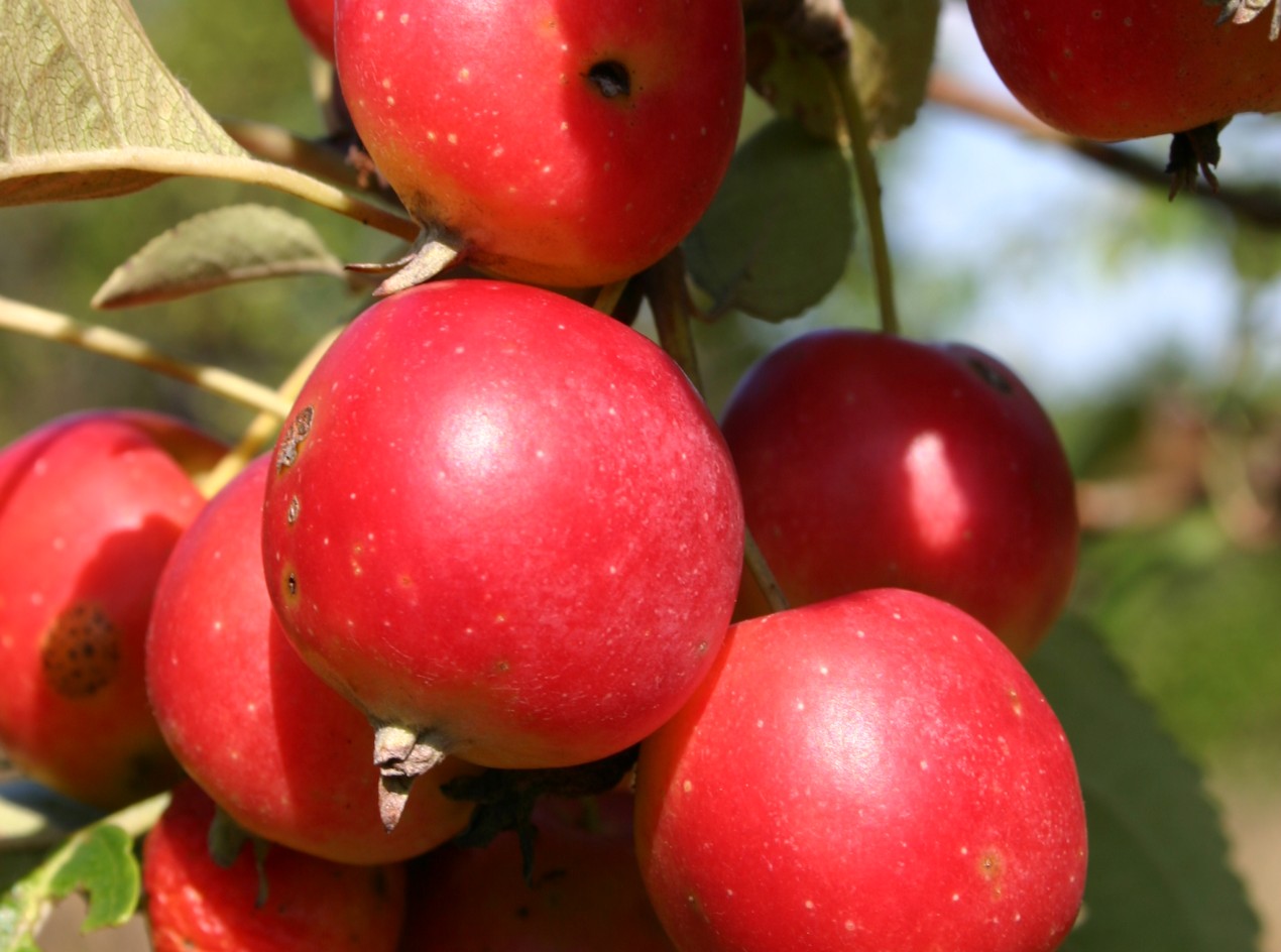 Timber Apple Tree Seeds 