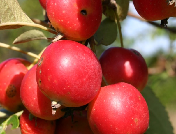 Timber Apple Tree Seeds 