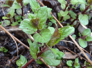Awaken Spearmint Roots-Rhizomes