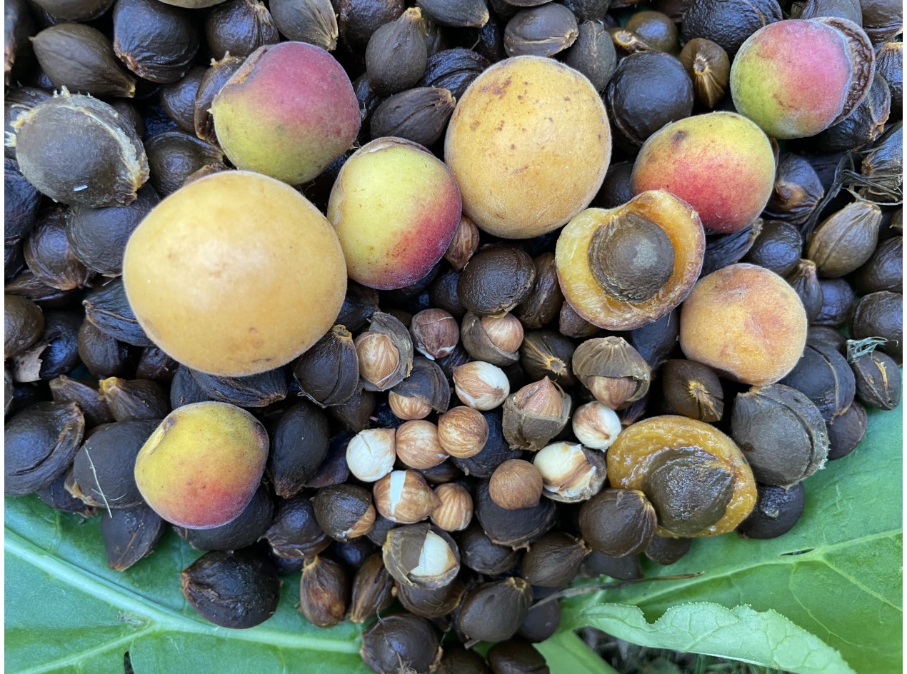 Briana Apricot Seeds and Scions