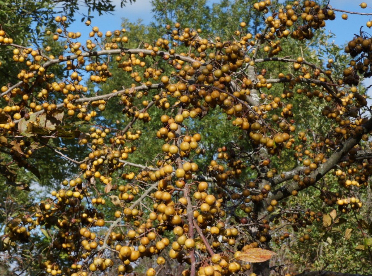 Ranetka Crabapple Seeds