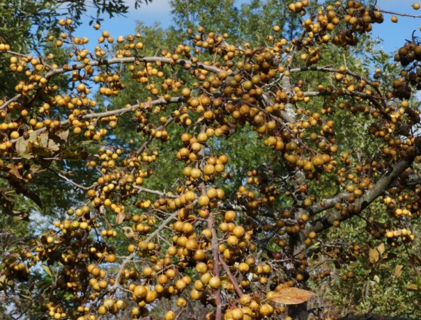 Ranetka Crabapple Seeds
