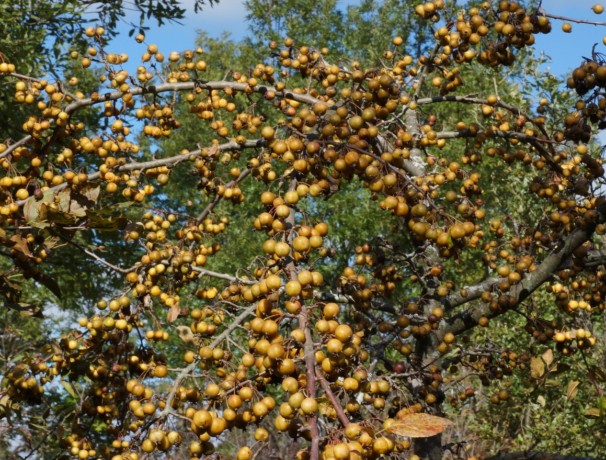 Ranetka Crabapple Seeds