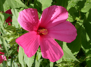 Rose Mallow Hibiscus Seeds