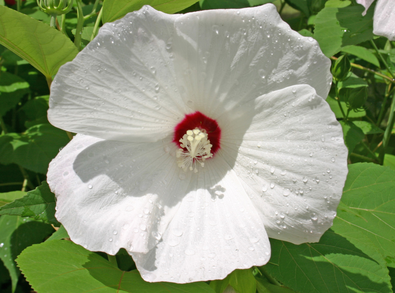 Rose Mallow Hibiscus Seeds