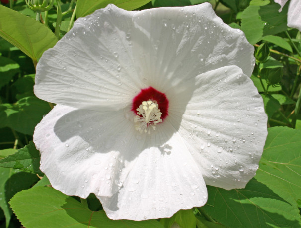 Rose Mallow Hibiscus Seeds