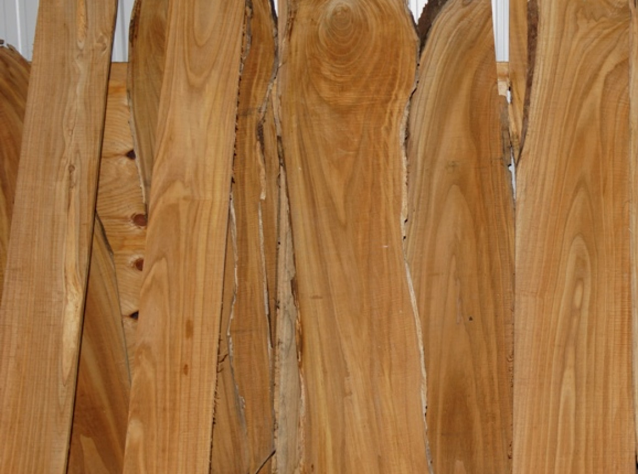 American Hybrid Chestnut Wood Plus