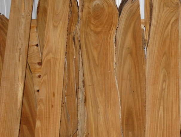 American Hybrid Chestnut Wood