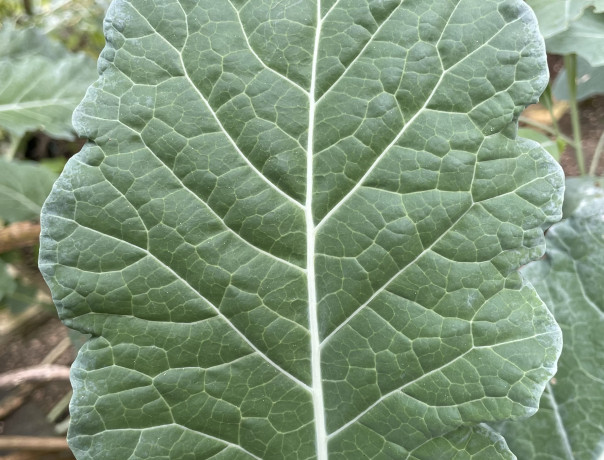 Michigan Tree Collard Seeds