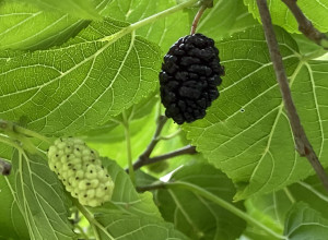 Sweet Juice Black Mulberry Seeds and Scions