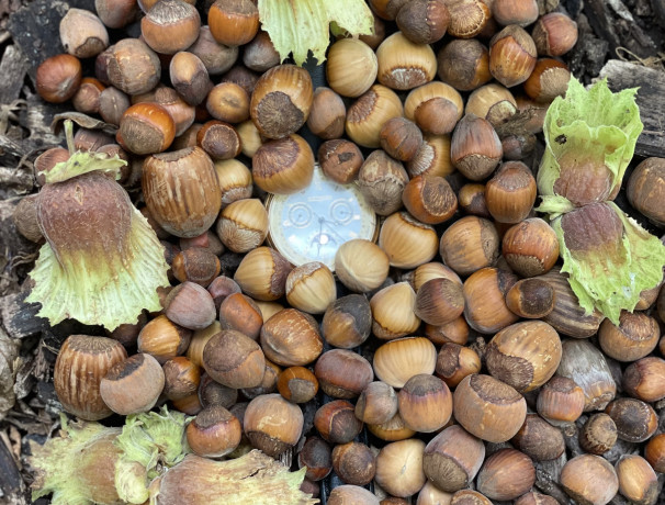 Precocious Hazelnut Seeds