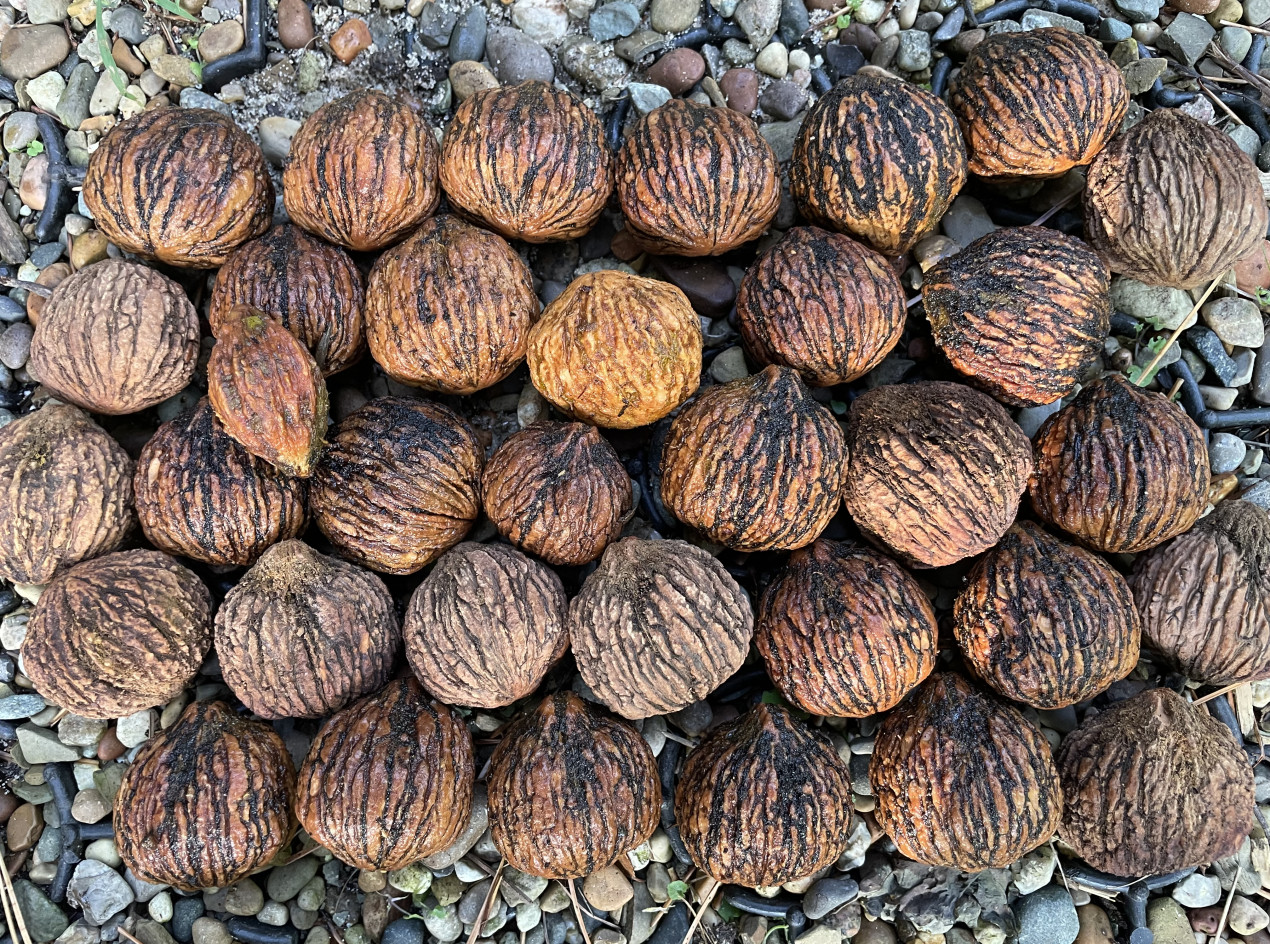 Timber Form Buartblack Walnut Nuts