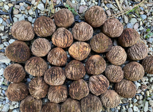 Fastigiate Strength Black Walnut Nuts