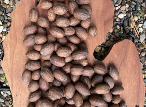 Michigander Prolifica Northern Pecan Nuts