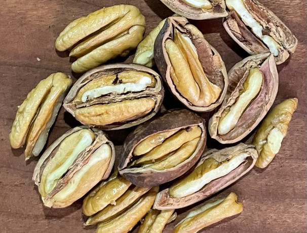 ShellbarkPecan Hickory Nuts