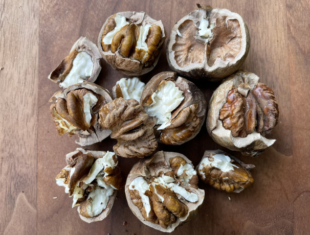 Abundant Shellbark Hickory Nuts