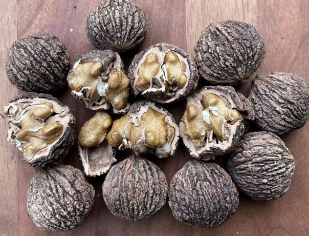 Buartblack Walnut Nuts