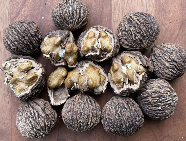 Buartblack Walnut Nuts