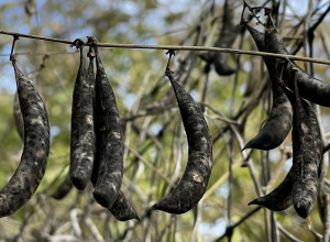 Wild Bean Seeds-The Thicket Bean