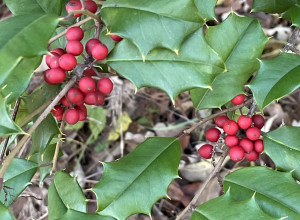 Northern American Holly Seeds/Plants Ecos