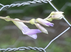 Crispy Snack Hog Peanut Seeds 