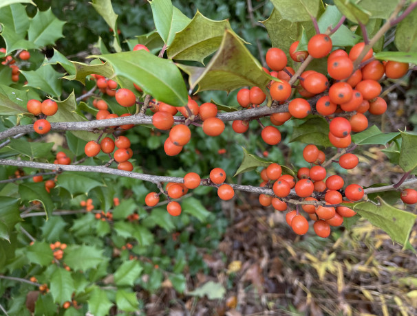 Northern American Holly Seeds