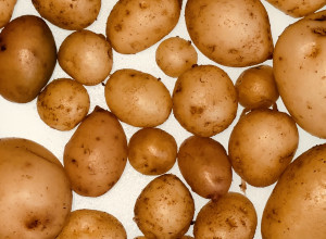 Quantum Potato Tubers 