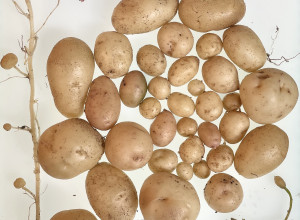 Quantum Potato Tubers 