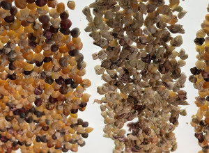 Neosinte Teosinte Seeds-Wild Corn