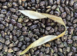 Crispy Snack Hog Peanut Seeds 