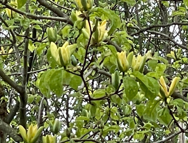 Yellow Cucumber Magnolia Seeds