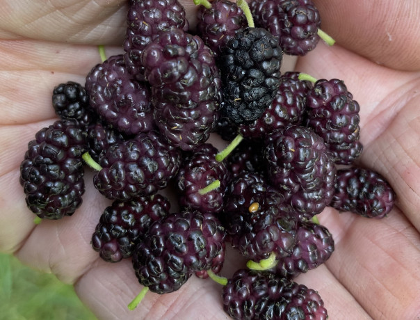 Lavender Life Red Mulberry Seeds 