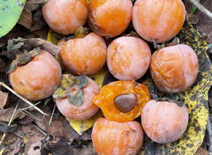 Tango American Persimmon