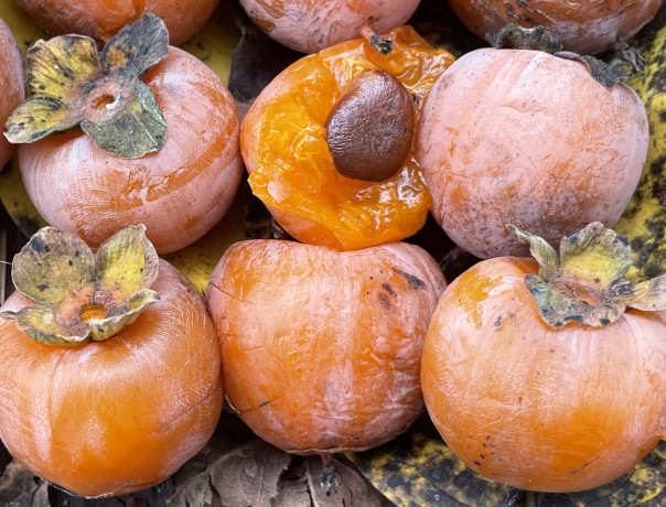 Tango American Persimmon
