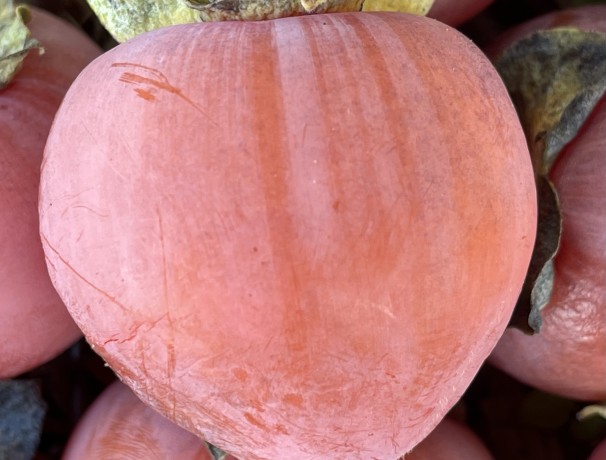 Scionwood and Cuttings