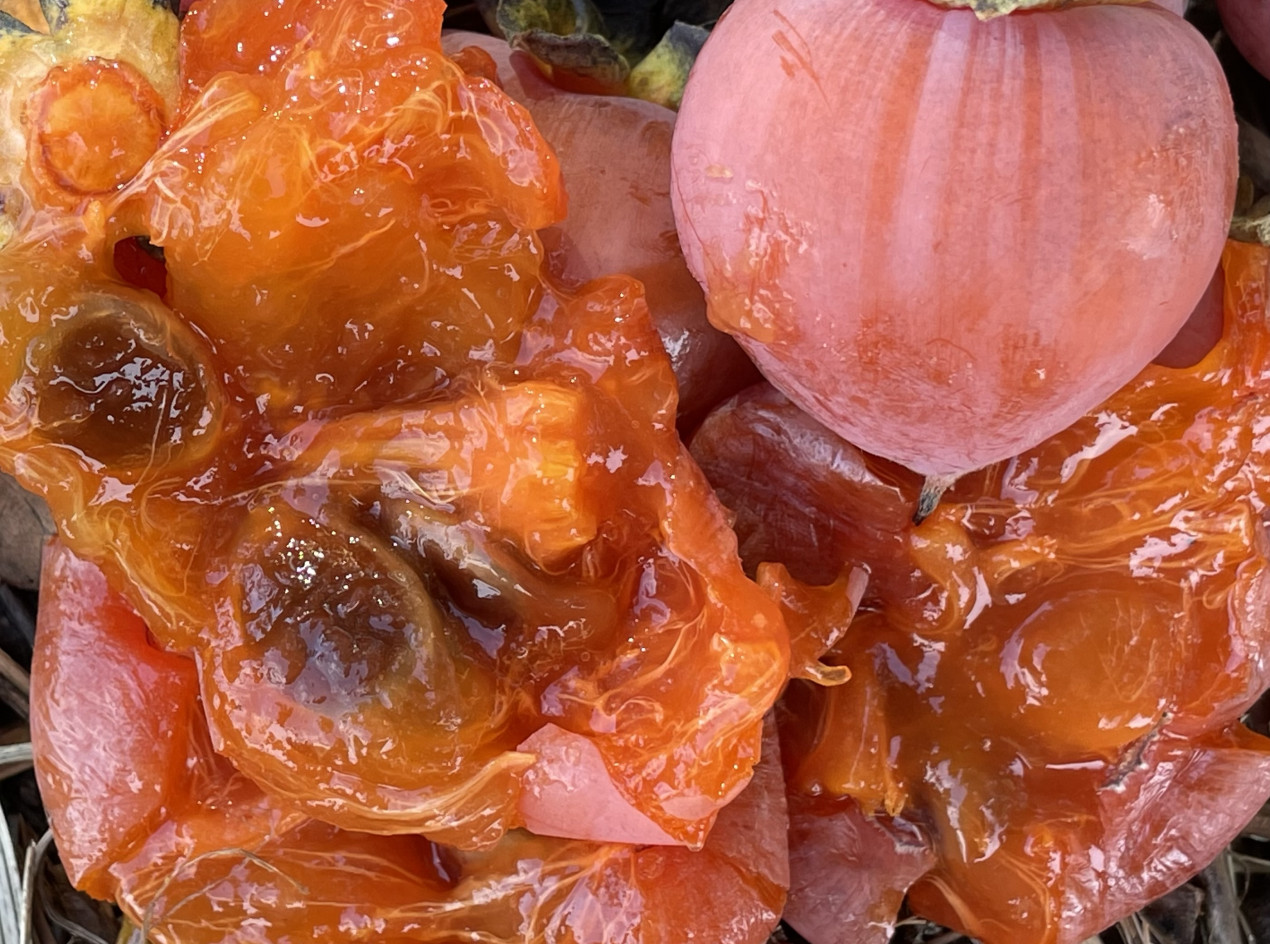 Sugar Cream American Persimmon