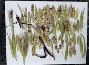 Neosinte Teosinte Seeds-Wild Corn