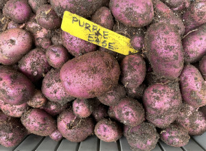 Perennial Perpetual Diversity Potato Tubers and Seeds