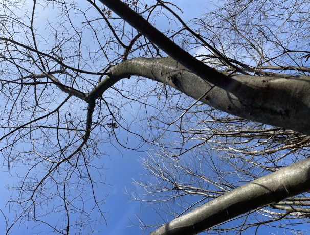 Resilient Chinquapin Chestnut