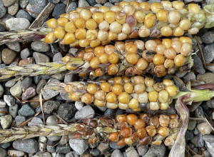 Neosinte Teosinte Seeds-Wild Corn