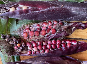 Neosinte Teosinte Seeds-Wild Corn