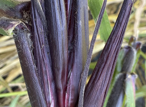 Neosinte Teosinte Seeds-Wild Corn