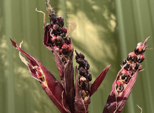Neosinte Teosinte Seeds-Wild Corn