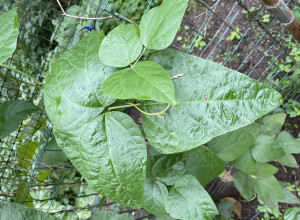 Cloud Lima Bean Seeds 