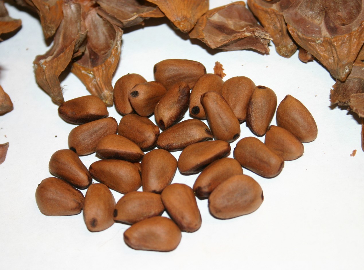 Korean Pine Nuts