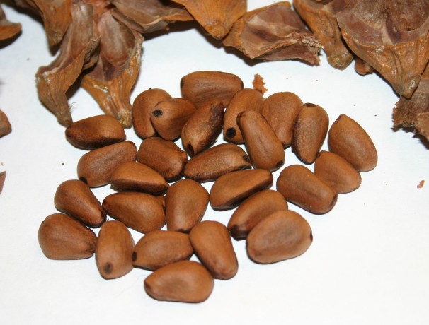 Korean Pine Nuts