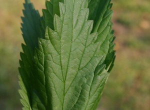 Less Sting Stinging Nettle Seeds
